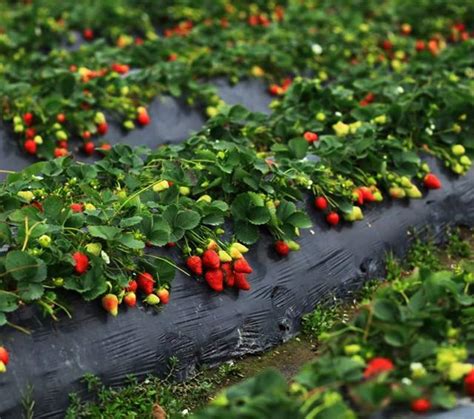 草莓种植方法用什么肥料