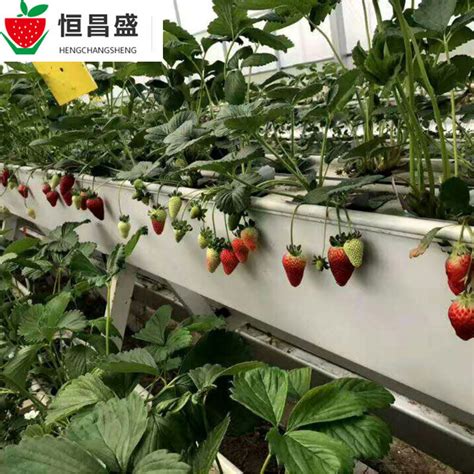 草莓种植槽尺寸
