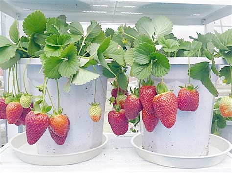 草莓种植法