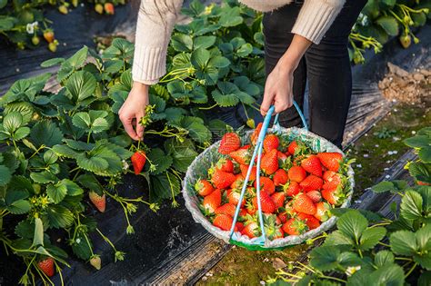 草莓采摘园收益如何