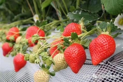 草莓露天种植时间