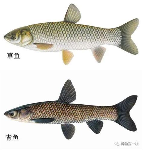 草鱼和青鱼的区别