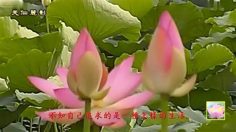 莲花教育的视频