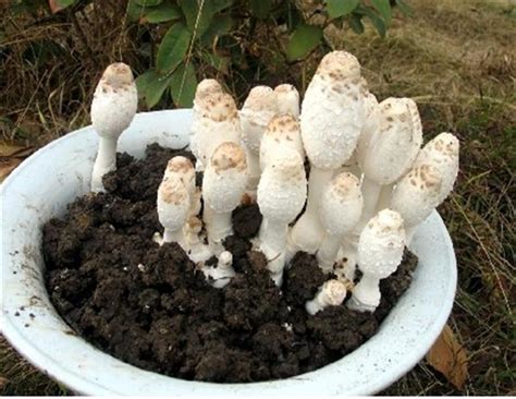 菌菇有哪些种植方法