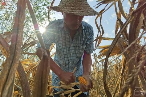 菏泽劳务市场找人掰玉米