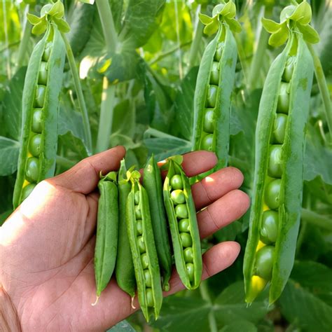 菜豌豆的种植时间和技术