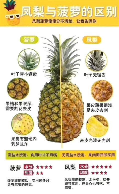 菠萝和凤梨的区别图片对照
