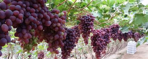 葡萄什么时候种植最佳