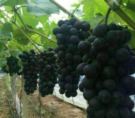 葡萄北方种植品种