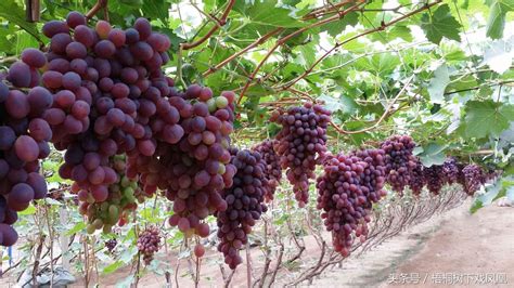 葡萄大多数在我国哪里种植