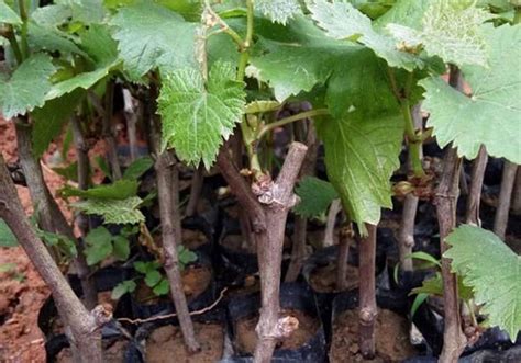 葡萄扦插种植方法全过程