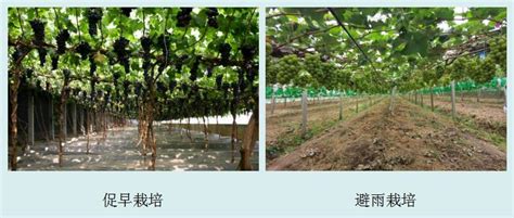 葡萄新品种与栽培技术的关系