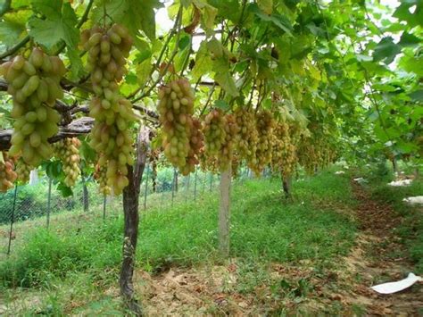 葡萄树的栽培与管理方法