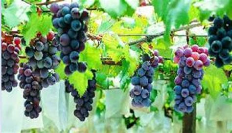 葡萄种植技术与方法