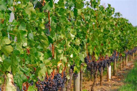 葡萄种植技术和经验