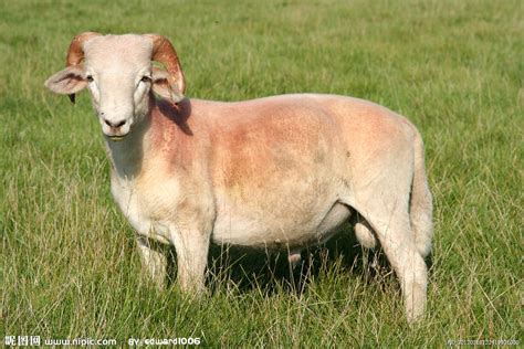 蒙古羊有哪些种类