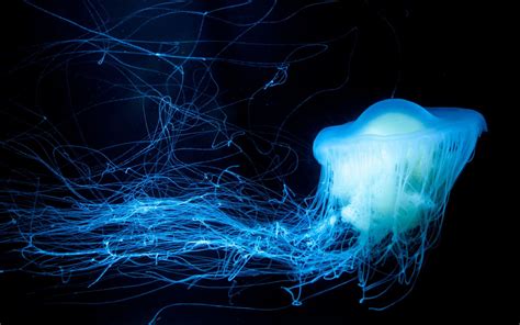 蓝色荧光巨大水母