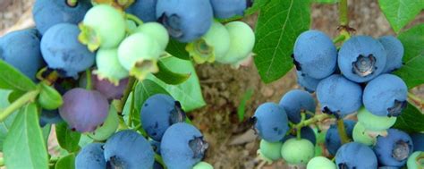 蓝莓可以种在北方吗