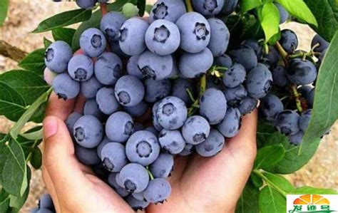 蓝莓品种排名
