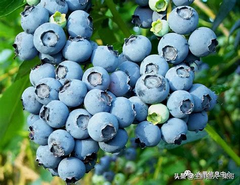 蓝莓哪个月份种植
