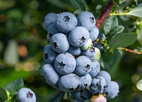蓝莓在几月份栽培