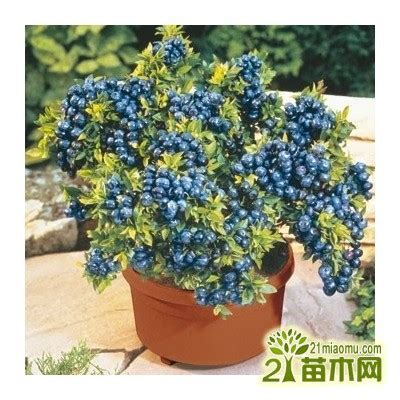 蓝莓的种植方法盆栽