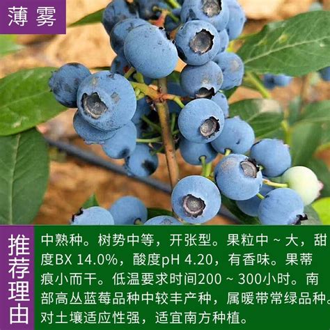 蓝莓盆栽的养殖方法