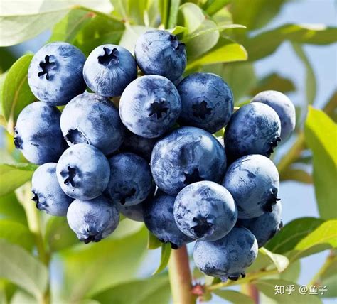 蓝莓种植方法盆栽图片