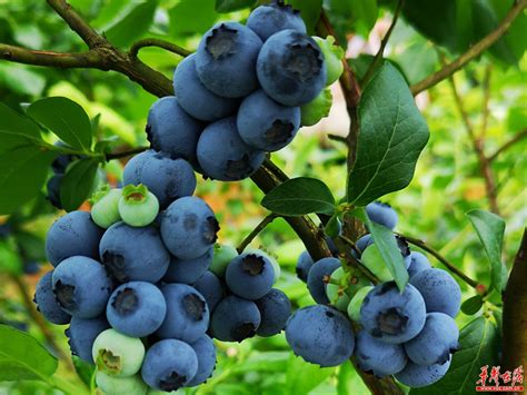 蓝莓种植最佳季节