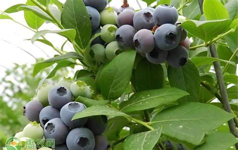 蓝莓种植要几月最好