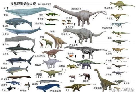 蓝鲸和恐龙谁最大