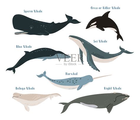 蓝鲸和抹香鲸的区别
