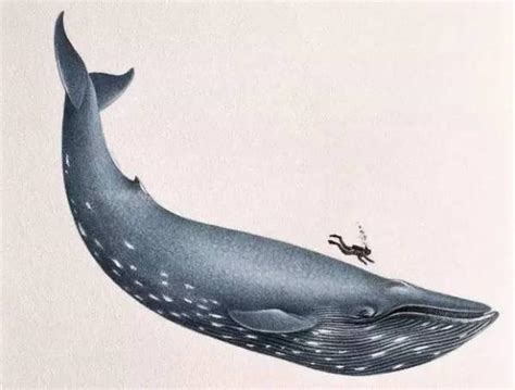 蓝鲸比你想象的大