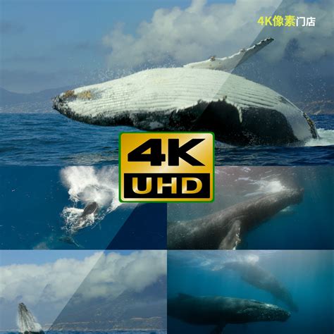 蓝鲸vs抹香鲸视频