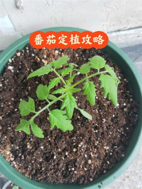 蔬菜小型盆栽的种植方法