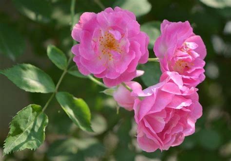 蔷薇花种植方法简单又实用