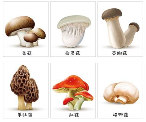 蘑菇名字两个字