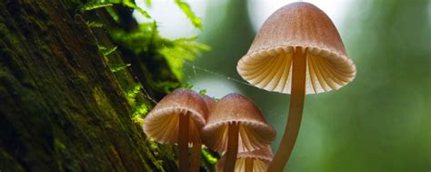 蘑菇是用种子种出来的吗