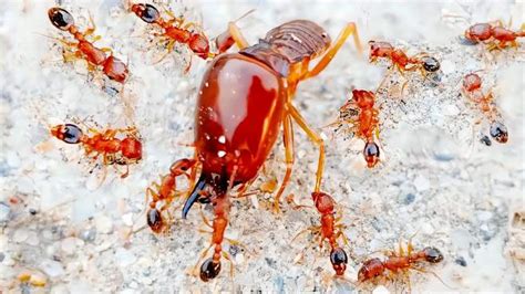 蚂蚁vs白蚁