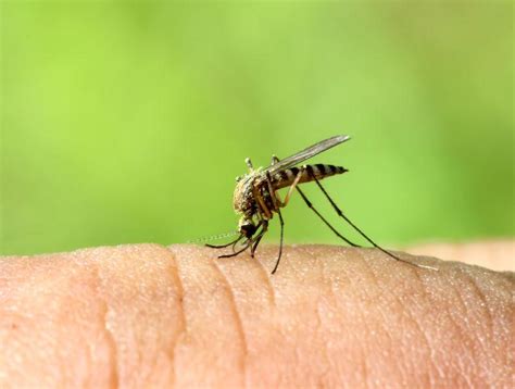 蚊子会传播艾滋病吗