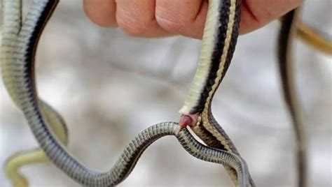 蛇是有性生殖吗