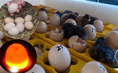 蛋孵化过程