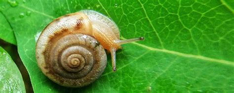 蜗牛一般可以取什么名字