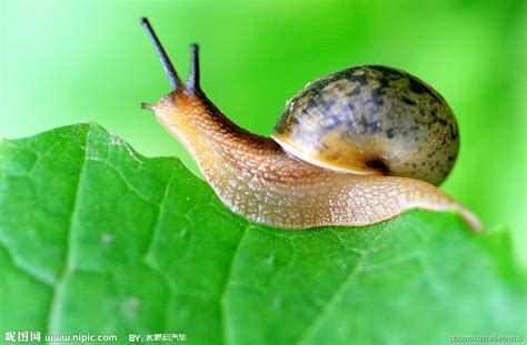 蜗牛属于动物还是昆虫