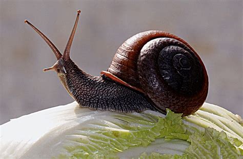 蜗牛营养价值功效
