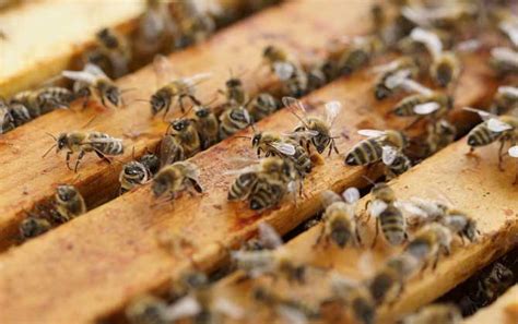 蜜蜂养蜂知识大全