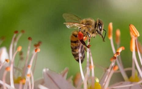 蜜蜂可以形容什么人物