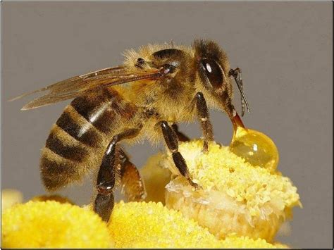蜜蜂各个蜂种分工