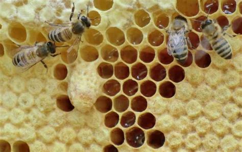 蜜蜂巢的神奇作用