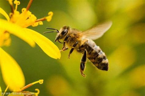 蜜蜂最怕什么味道会跑